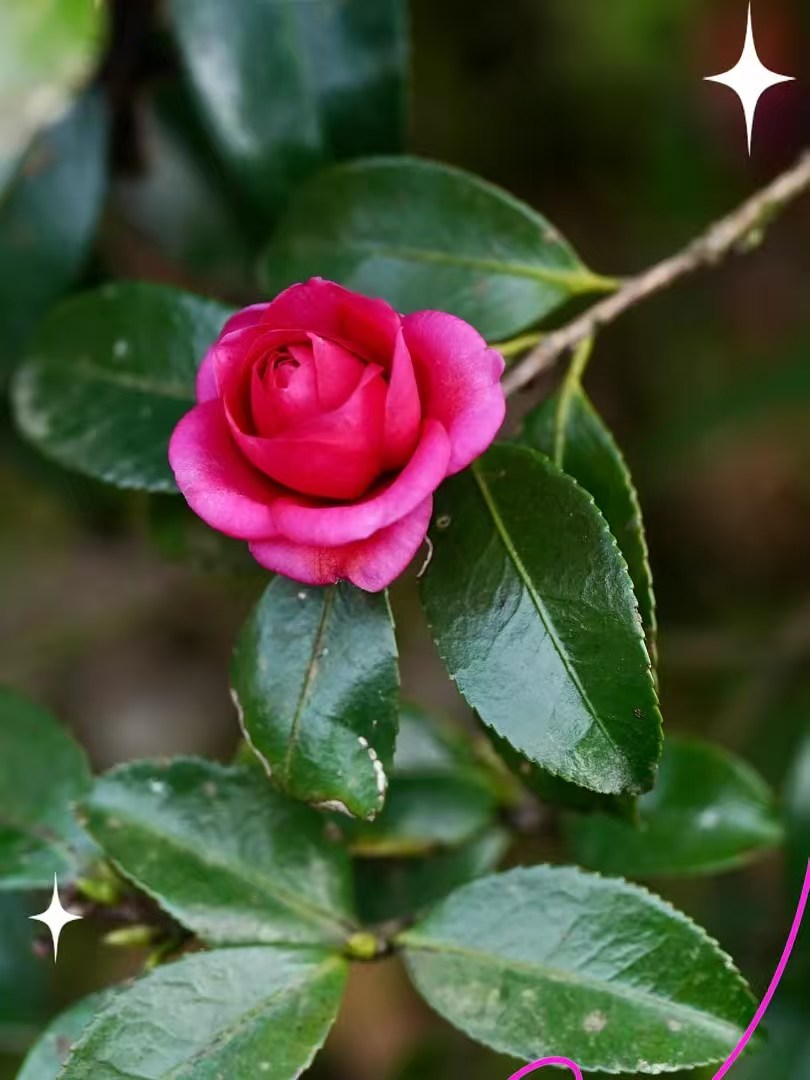 精品茶梅树庭院植物一物一拍(30天内售后 ）室内种植不售后