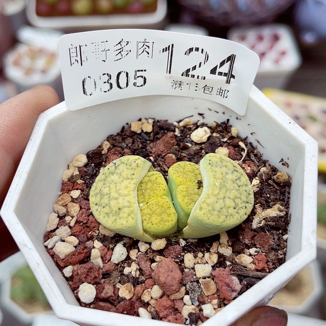 郎哥多肉生石花5-124