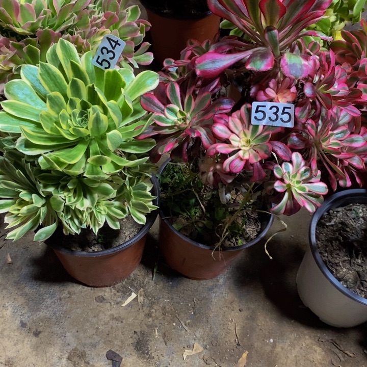 用****0534 535 法师2颗有干支