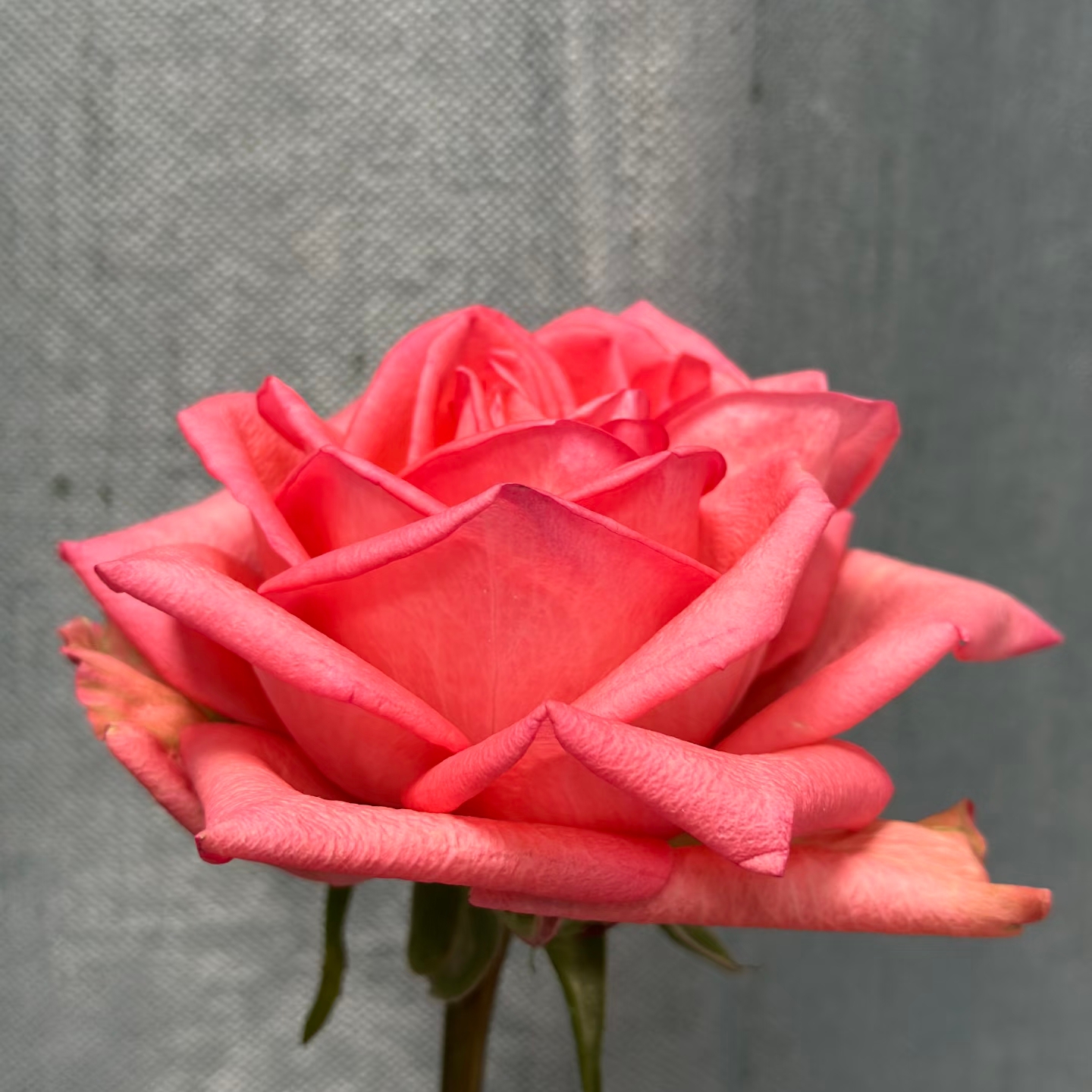 新品【知画】月季切花大花月季花苗绿植庭院阳台（1+根接土球发货）