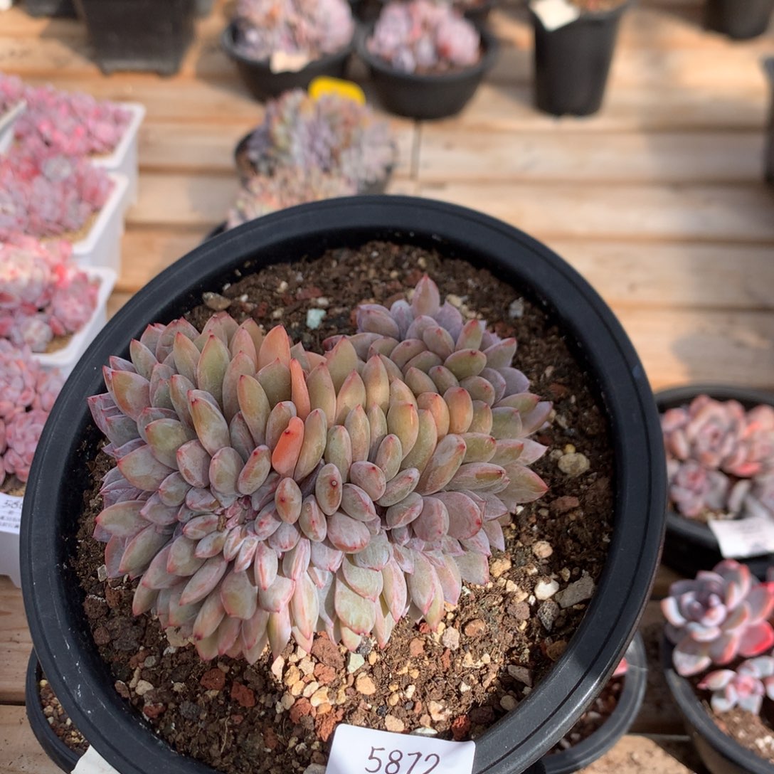 14厘米底切小树板紫皮石榴籽缀5872