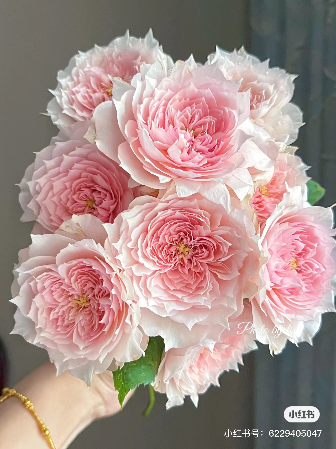 【玫瑰】莫妮卡戴维 任拍三单顺丰空运包邮鲜切花10支装家居插花