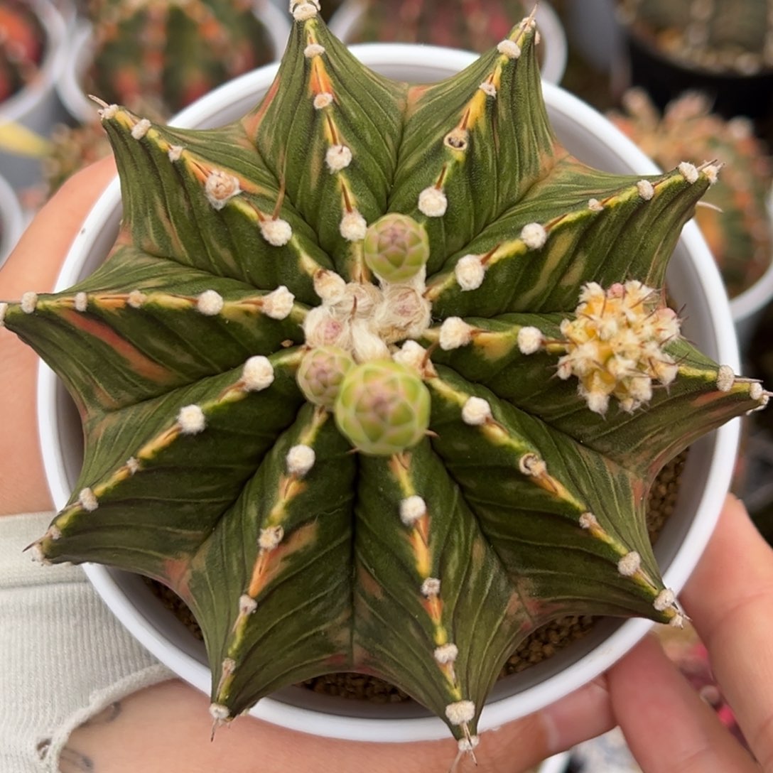 泰系实生肋骨锦4