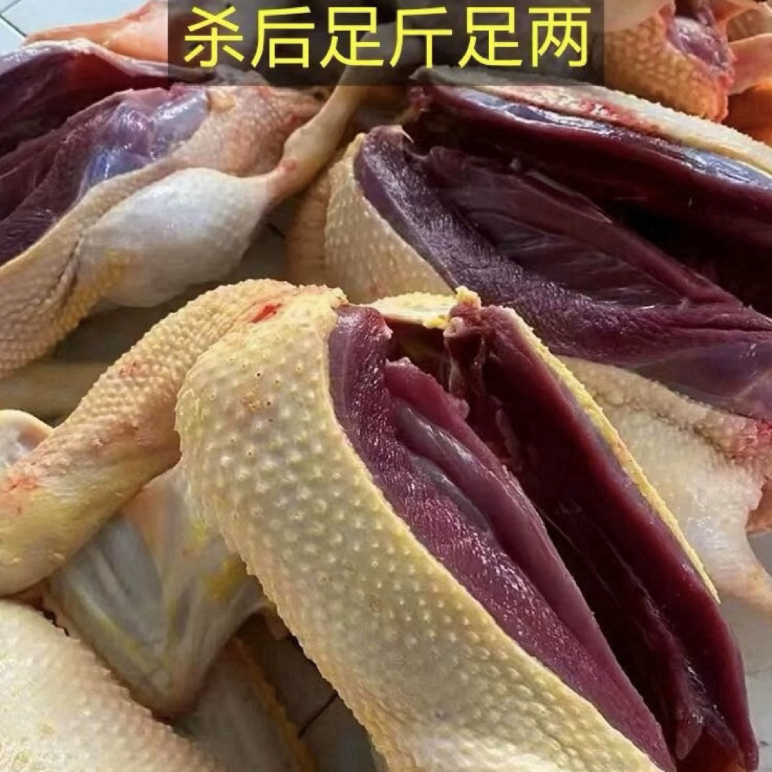 农家散养红嘴雁鸭(大飞鸭)新鲜宰杀，不带内脏