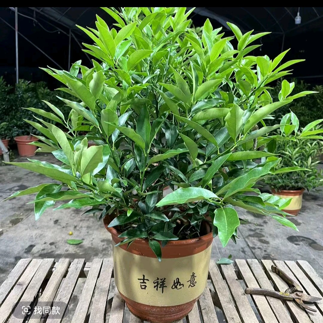 阳台庭院绿植直播间一物一拍