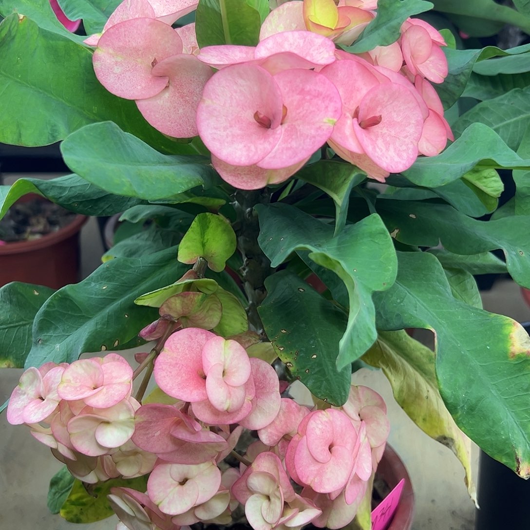 清***宁双河少女泰国大花虎刺梅