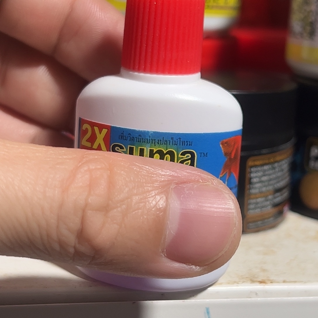 斗鱼红色瓶子的斗鱼用