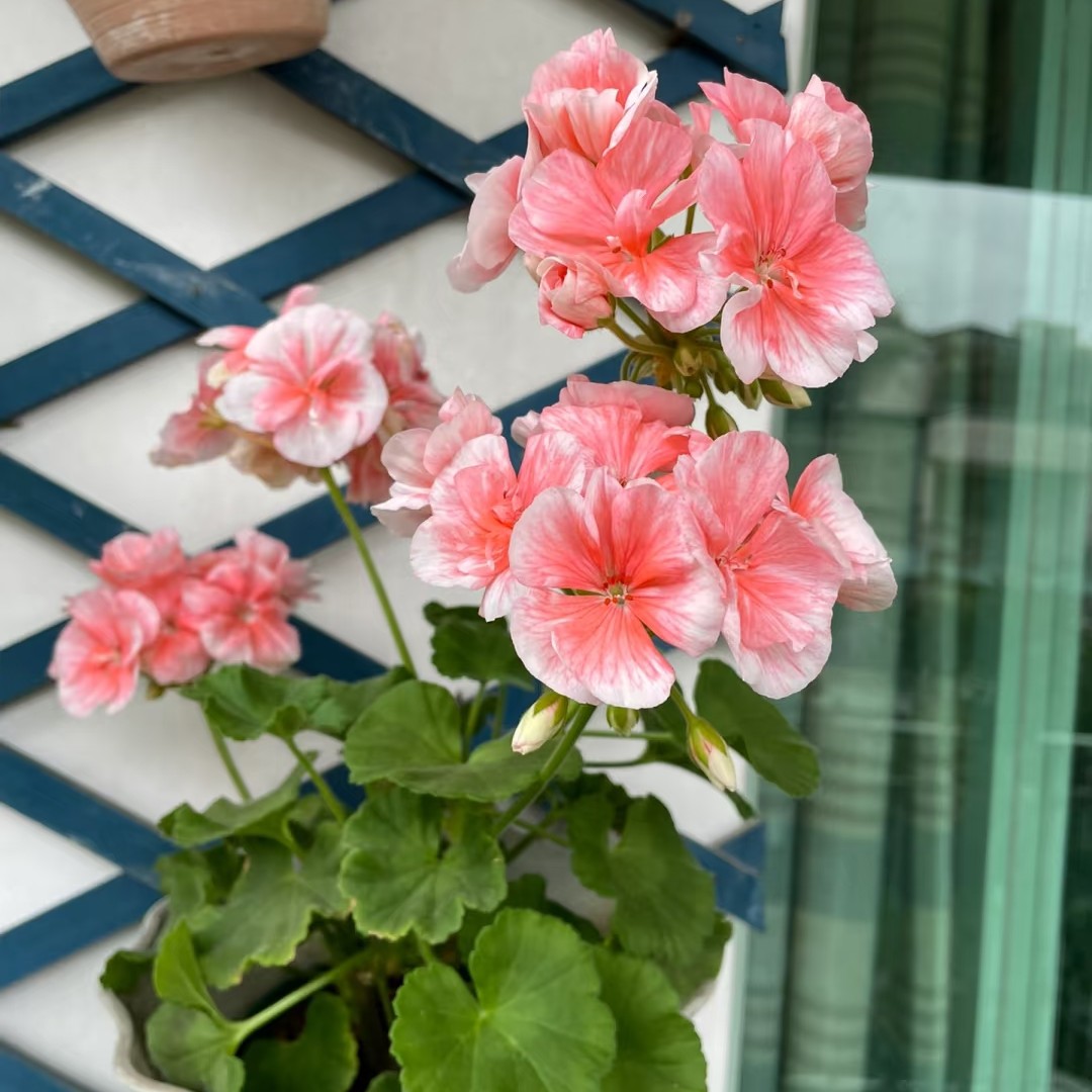 【梅尼亚】直立天竺葵（零下拍保温冻坏不售后）