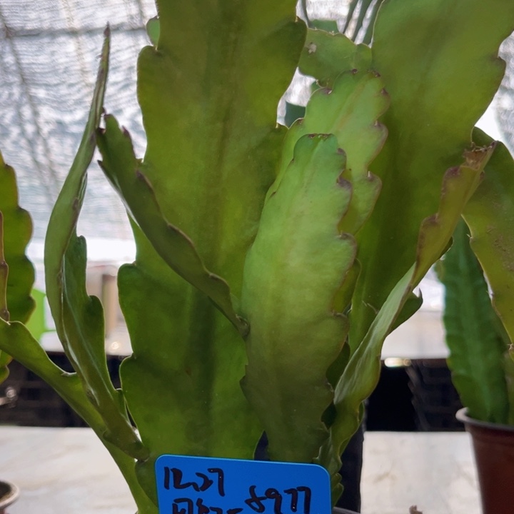 当前无花栽培后可以开花用****5娇阳