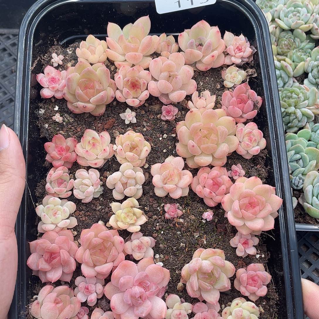 云糖心多肉植物115