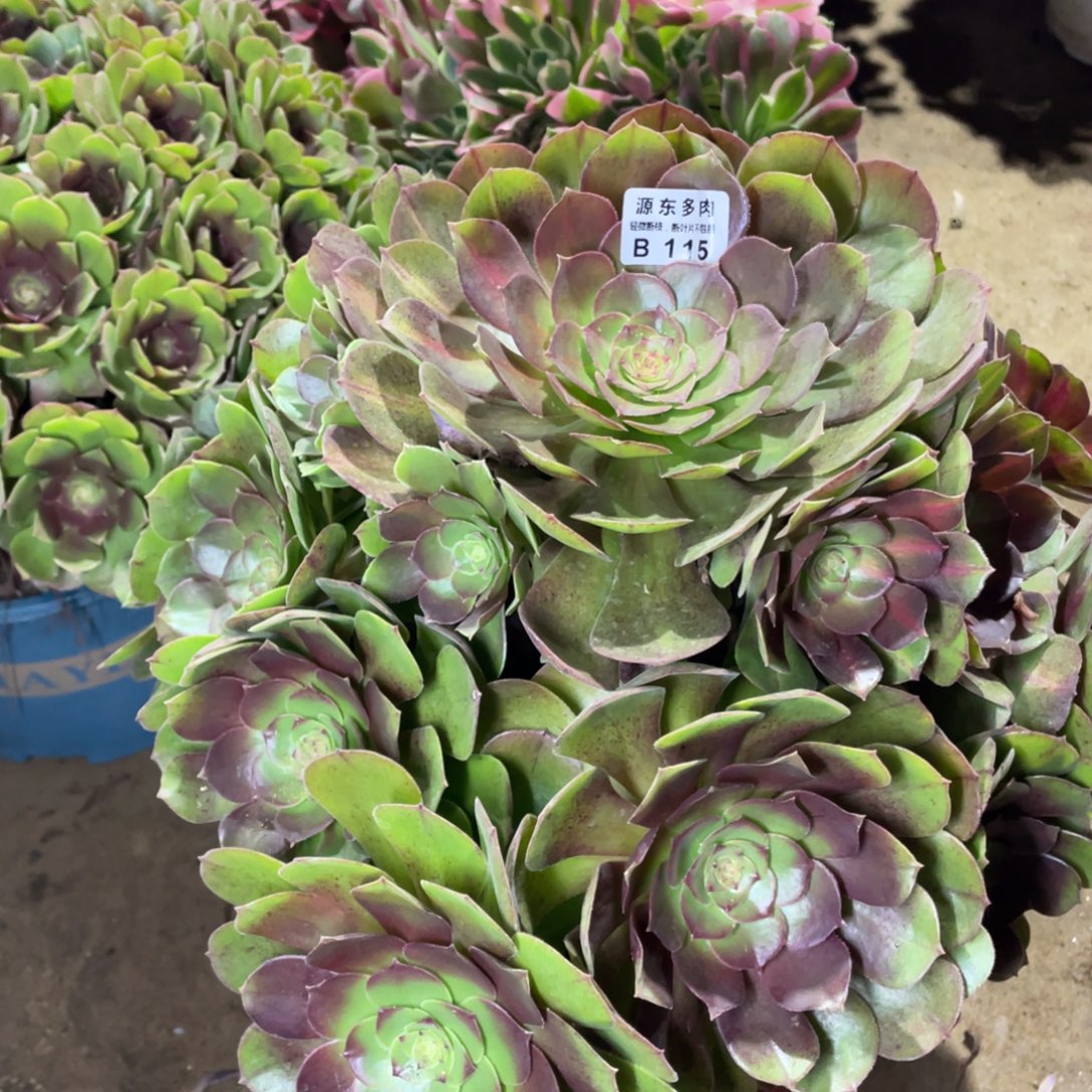 君***下115倾城中班多肉法师断枝不包