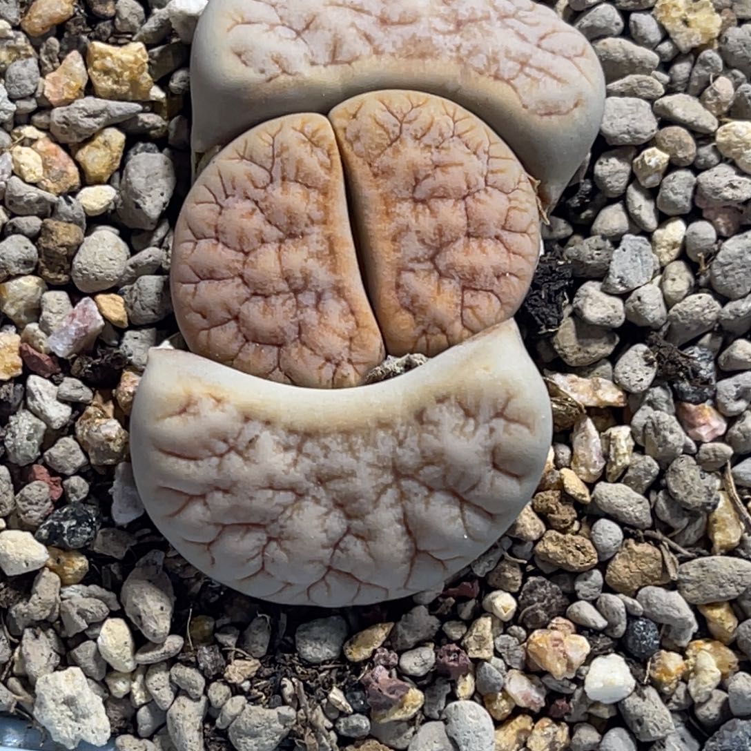 7833拿铁189凹凸连纹