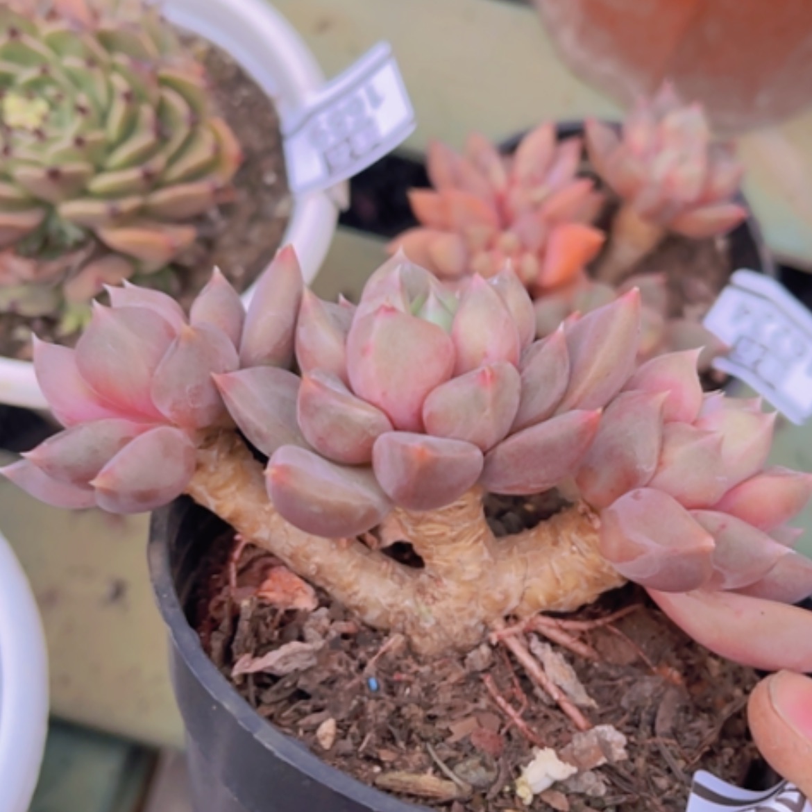 【闪购商品】红象牙朵朵16256