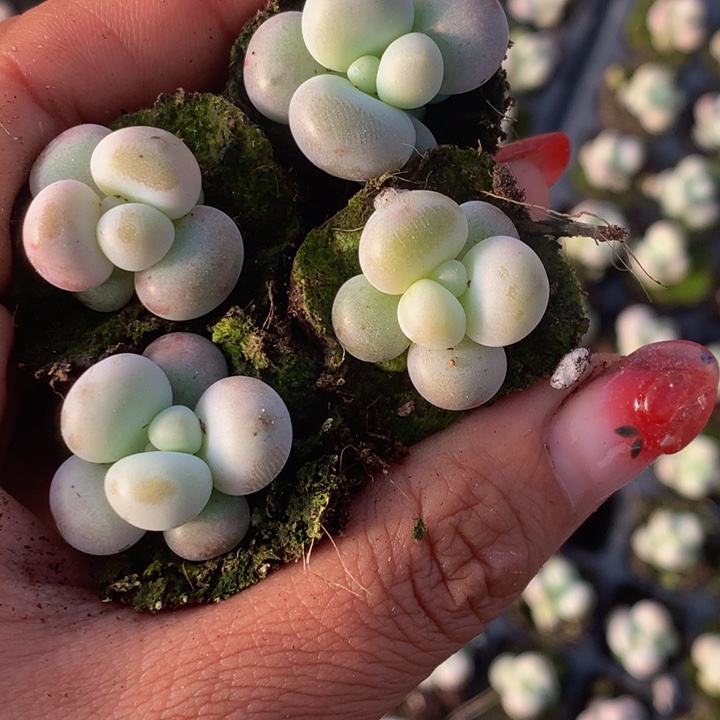 蛋黄奶24颗  送2颗 包邮