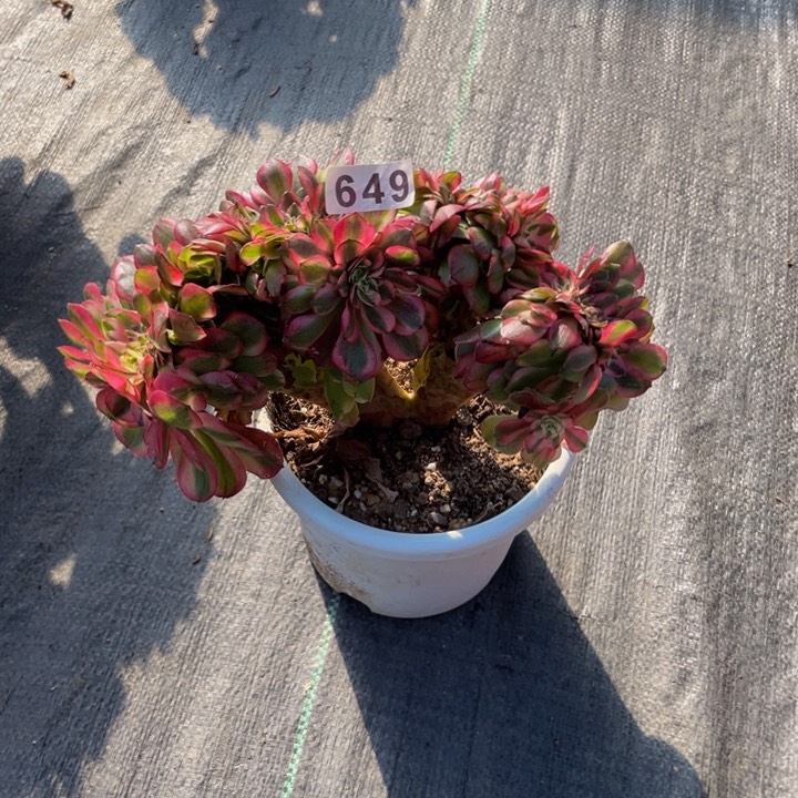 649老庄多肉法师荔枝缀