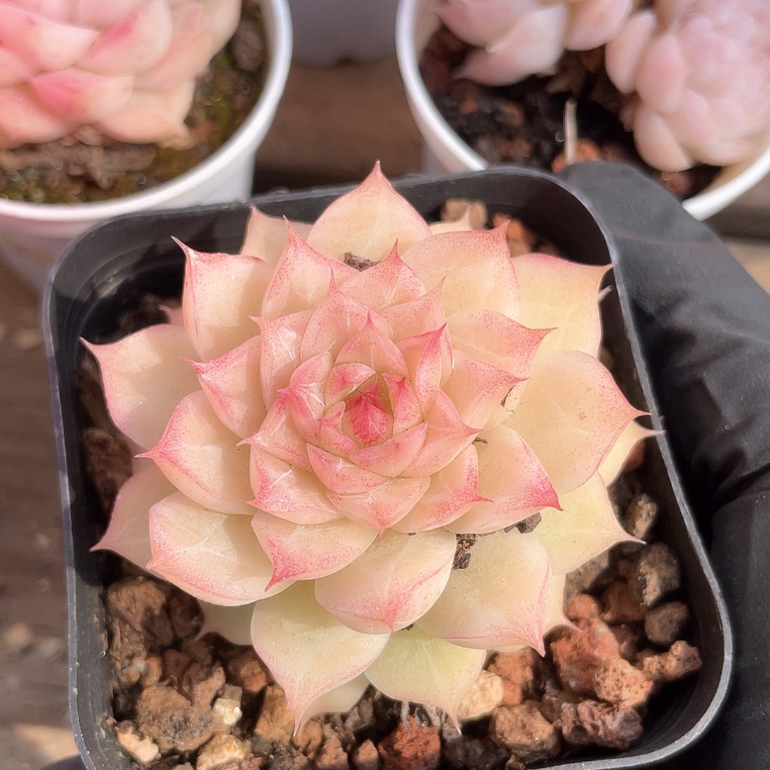 优选女王福利9173