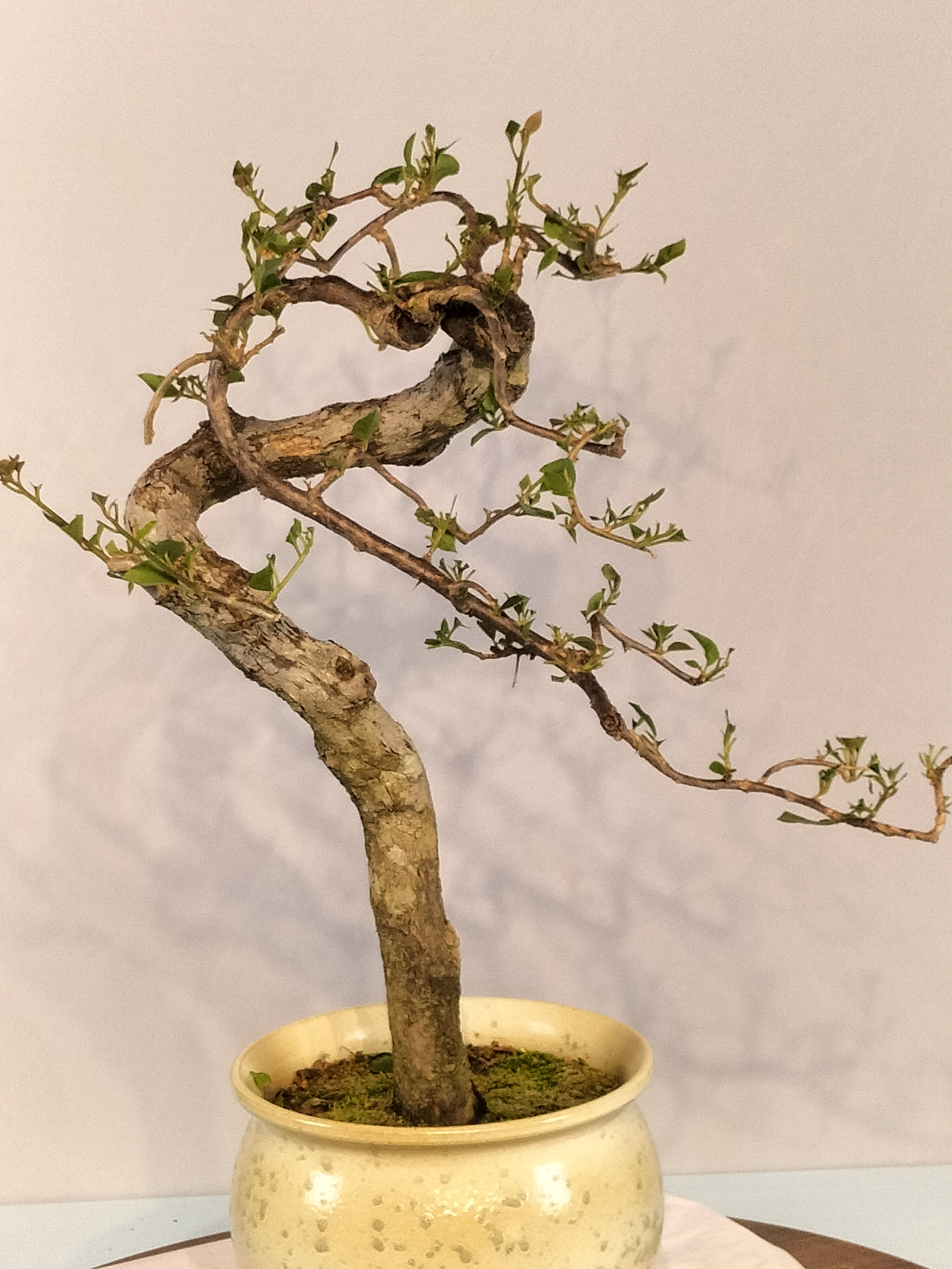 【一物一拍】岭南基地盆景三角梅多款造型拍