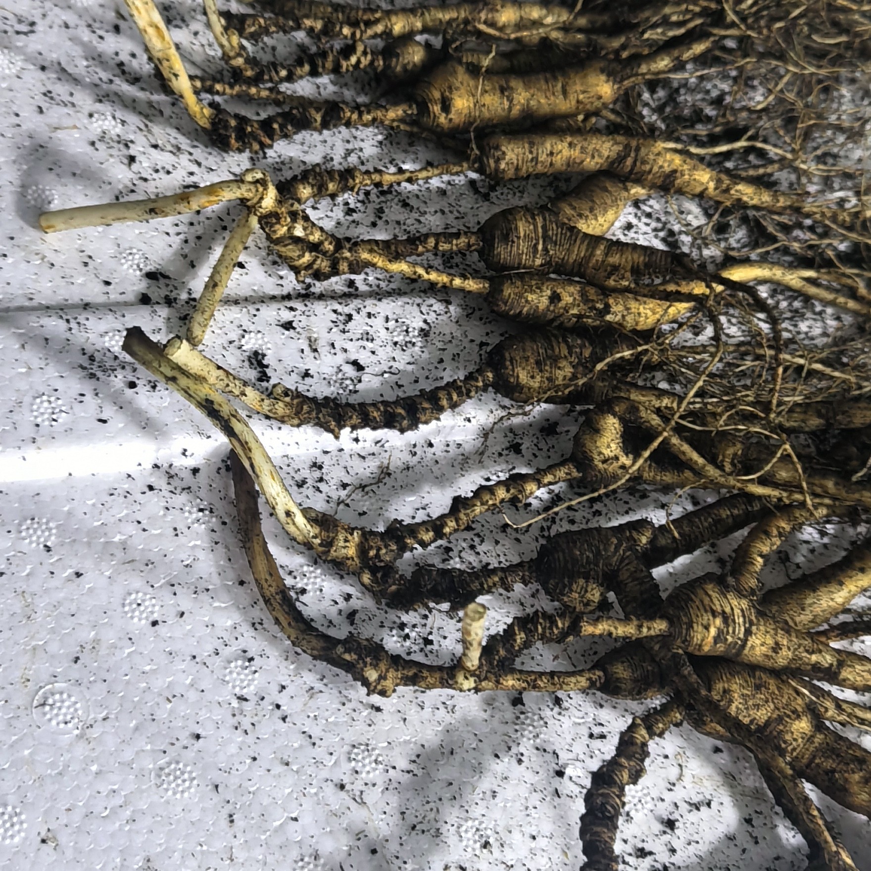 东北莲姐精选长白山林下籽参新鲜