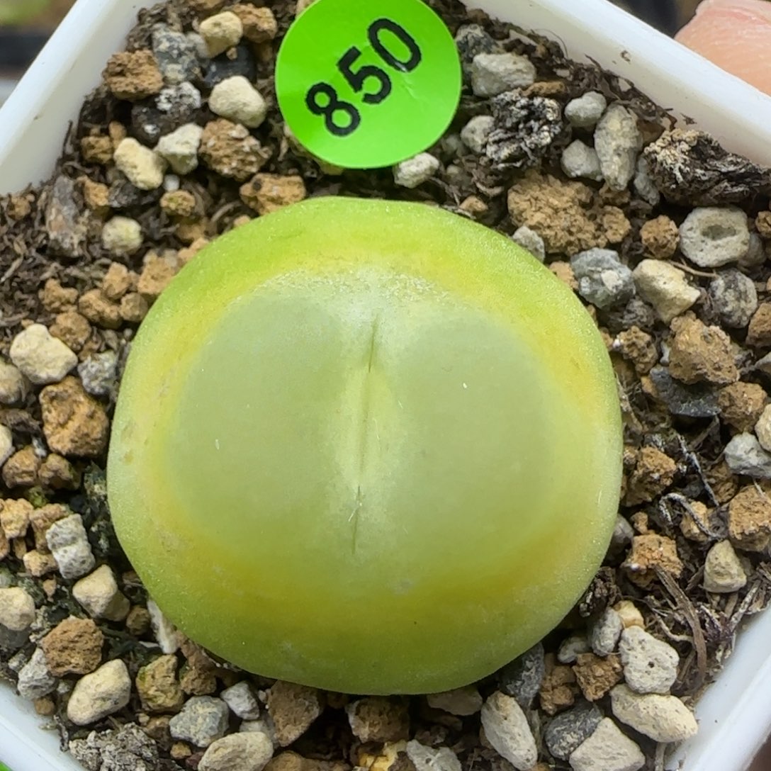 拉登2.6多肉植物8