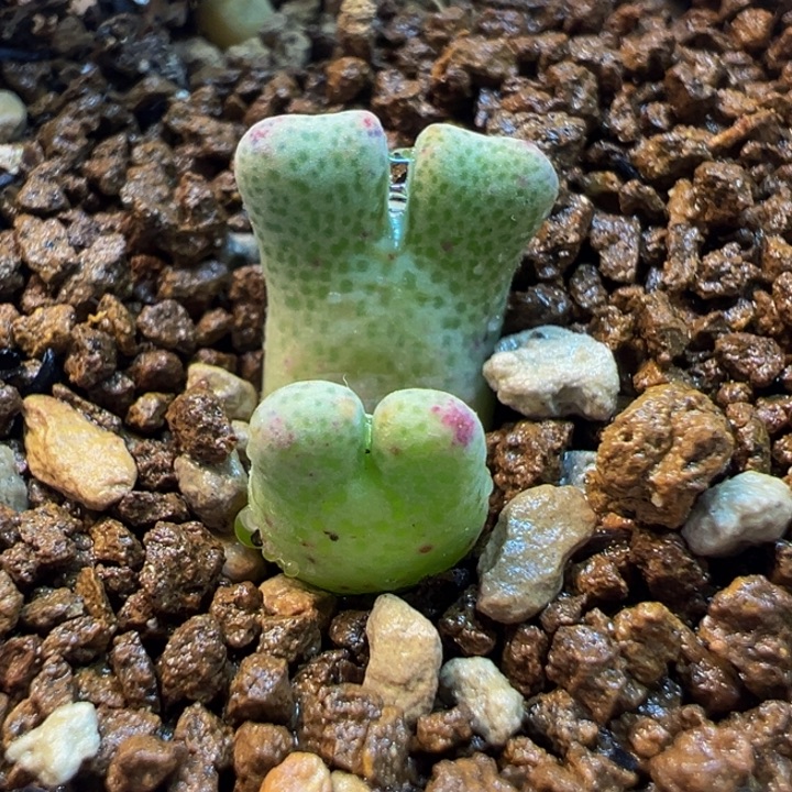 522多肉植物种类多样