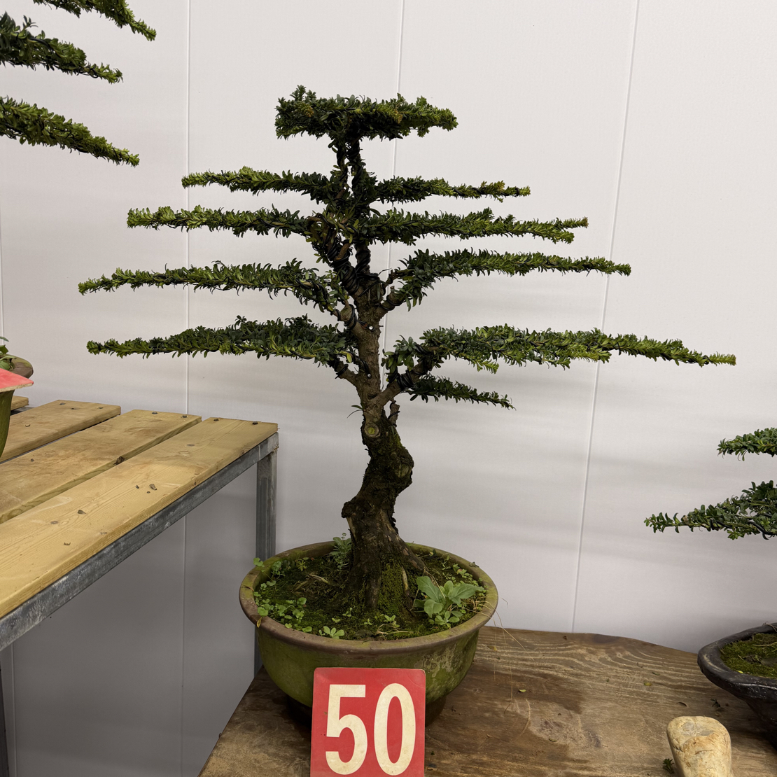 红芽珍珠罗汉松盆景 含盆包邮 带盆高88冠幅90