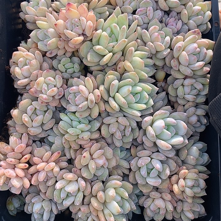 201 多肉植物盆栽花卉植物
