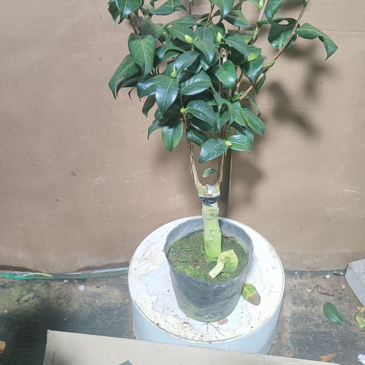401舞蹈，原盆原土发货，不包邮