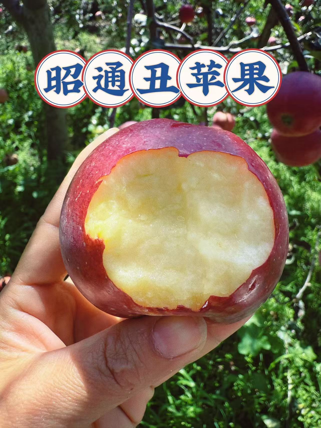 正宗云南昭通丑苹果糖心，脆甜多汁，应季新鲜水果糖心丑苹果冰糖心