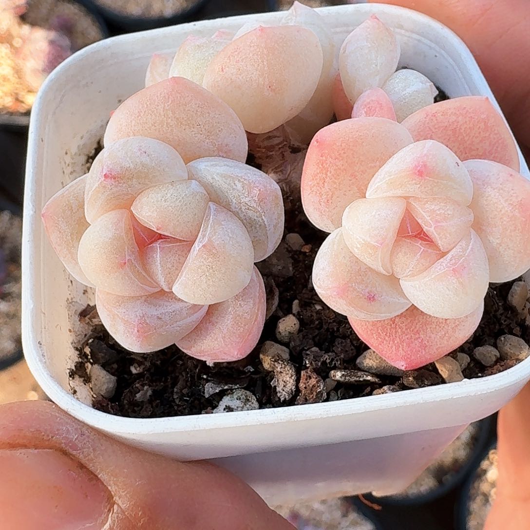 超粉4头群生冰玉老桩