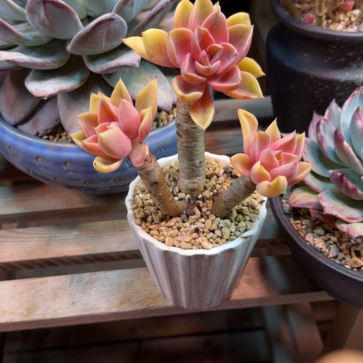 紫气东来多肉植物fangzhixi