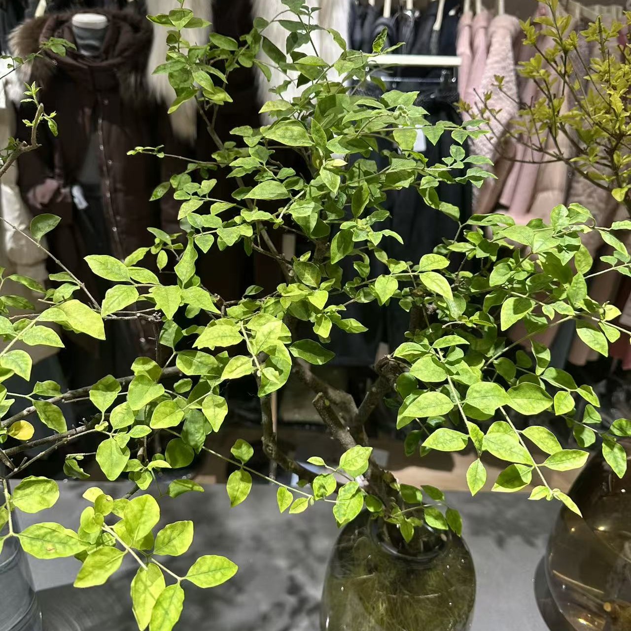 水培鲜切枝室内绿植精致光照懒人专属花卉养护《随机发货》