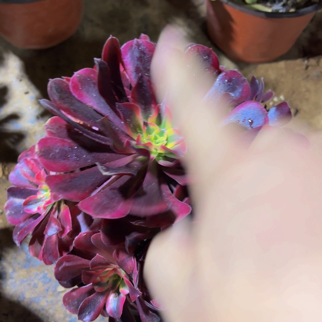 美杜莎9.9木质老桩