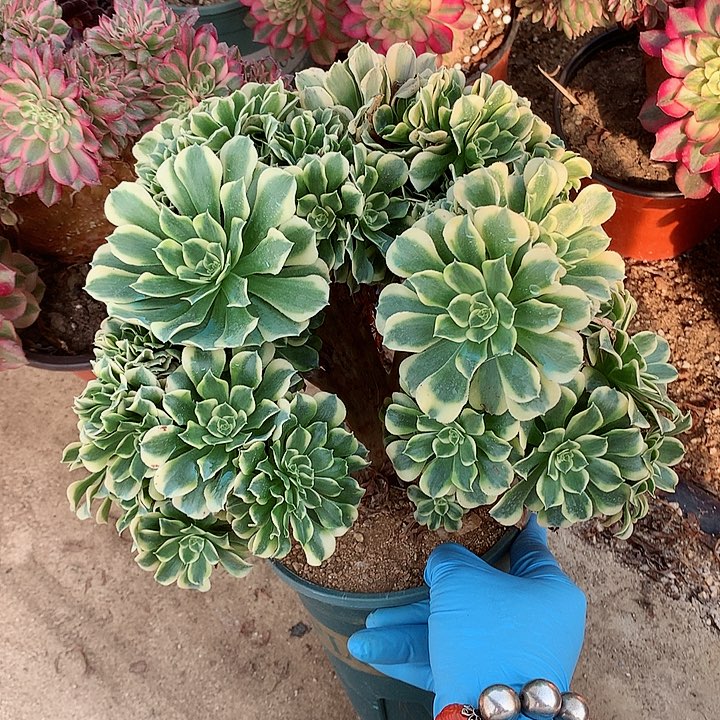 绿豆沙朵朵脱土发货啊