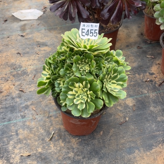 455辛尼亚不包断枝