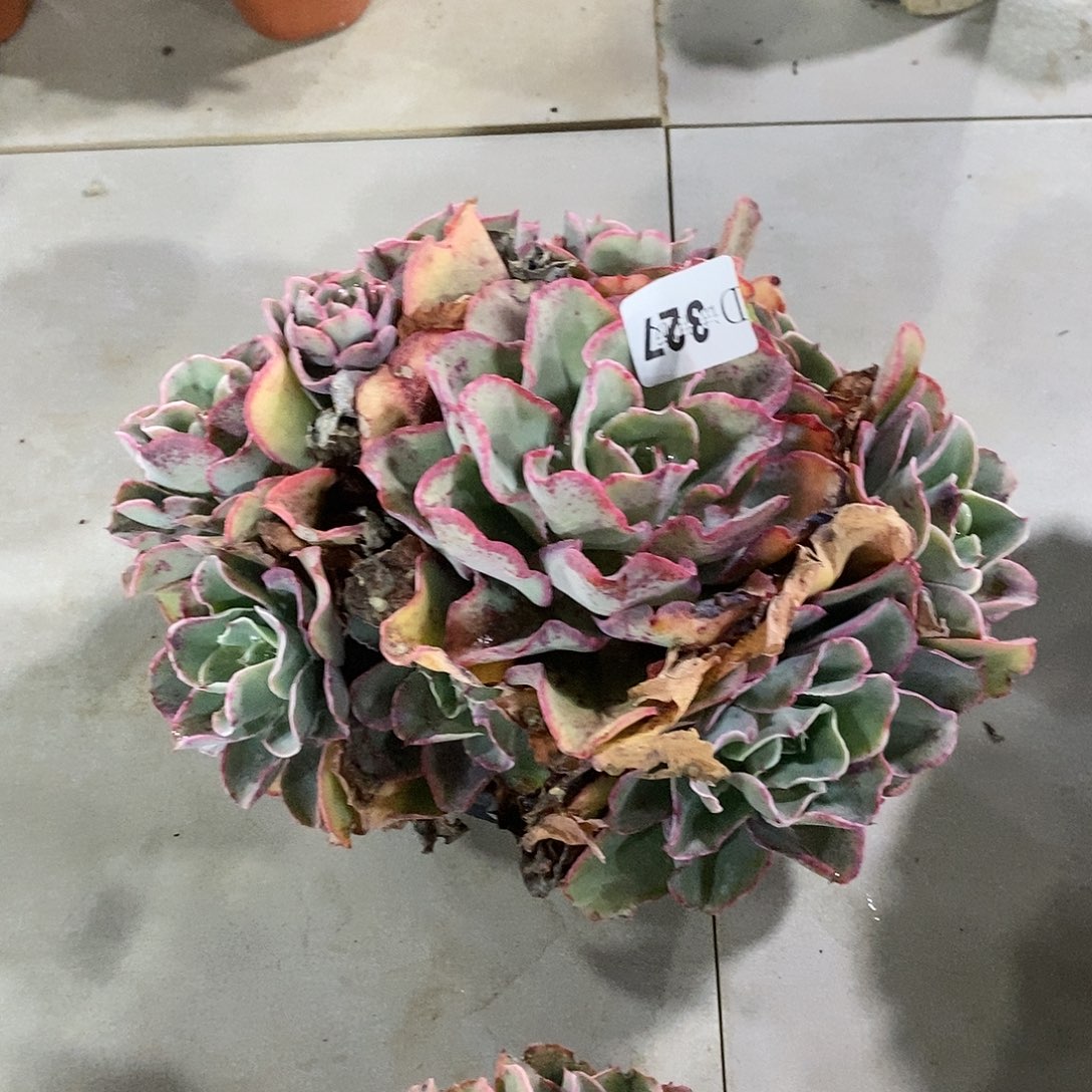 沐*G327花之赫多肉植物