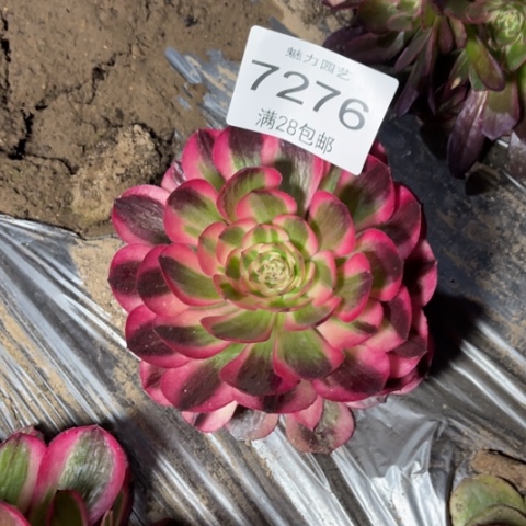 倾城多肉多肉7276