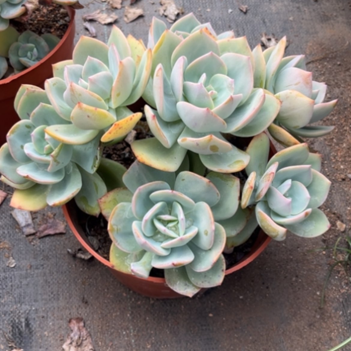 【闪购商品】筱****呀白凤