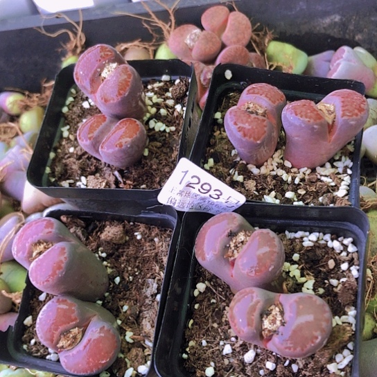 无花朵1293，4颗大双头有点徒