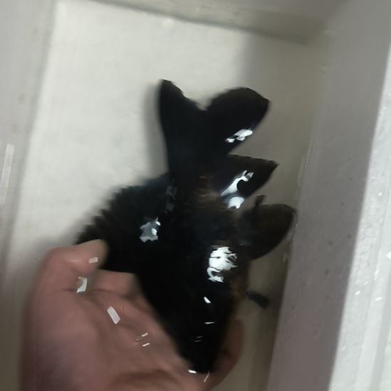 蝴蝶鲤鱼墨蝶大鳍大尾