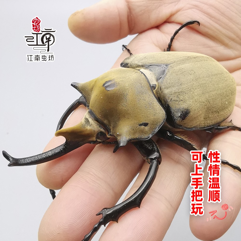 毛象大兜虫690ml无忧罐（内含1龄或2龄幼虫1只） 可养三个月