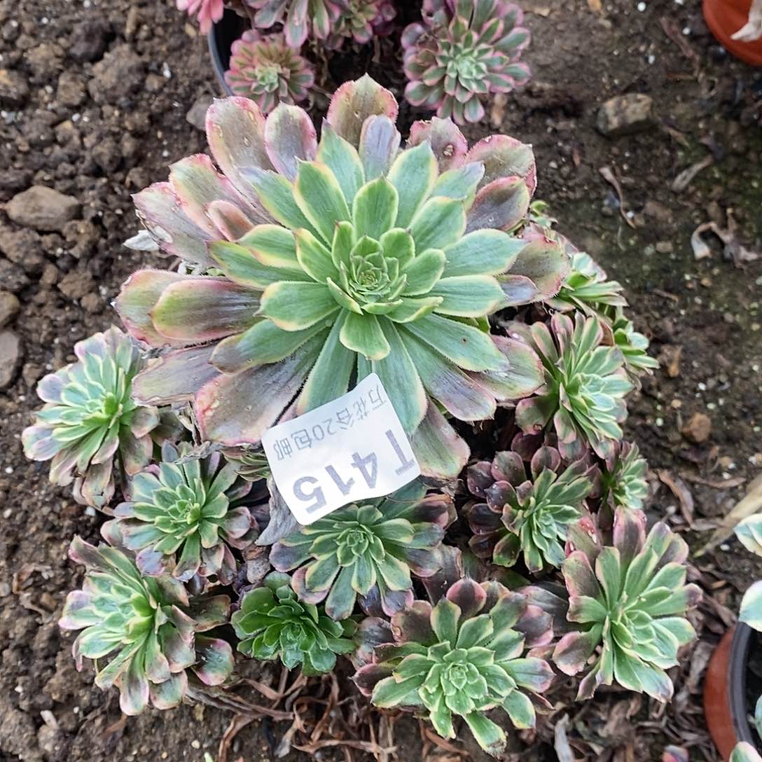 415粉黛多肉植物