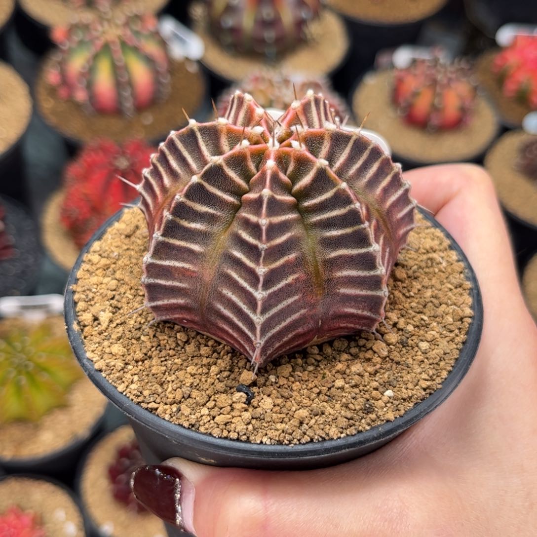 密纹斑马 米哈仙人球