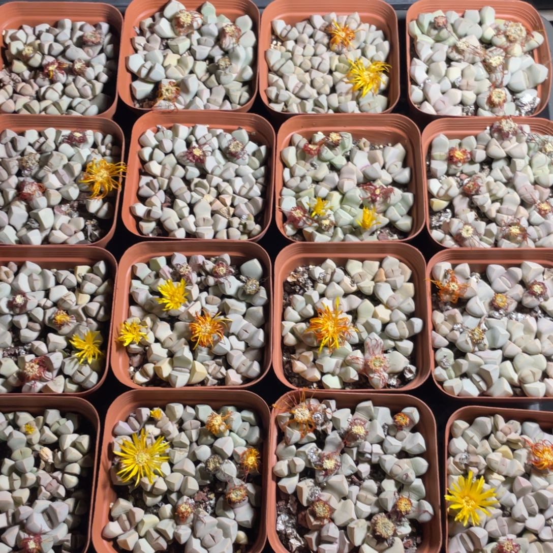 魔玉大盆特价可挑