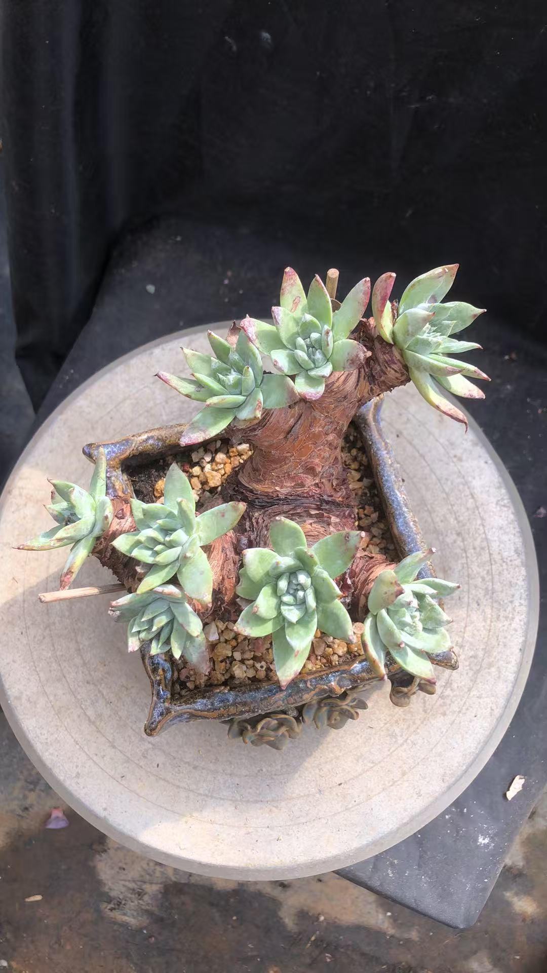 塞丽娜造型老桩精控 磨盘桩