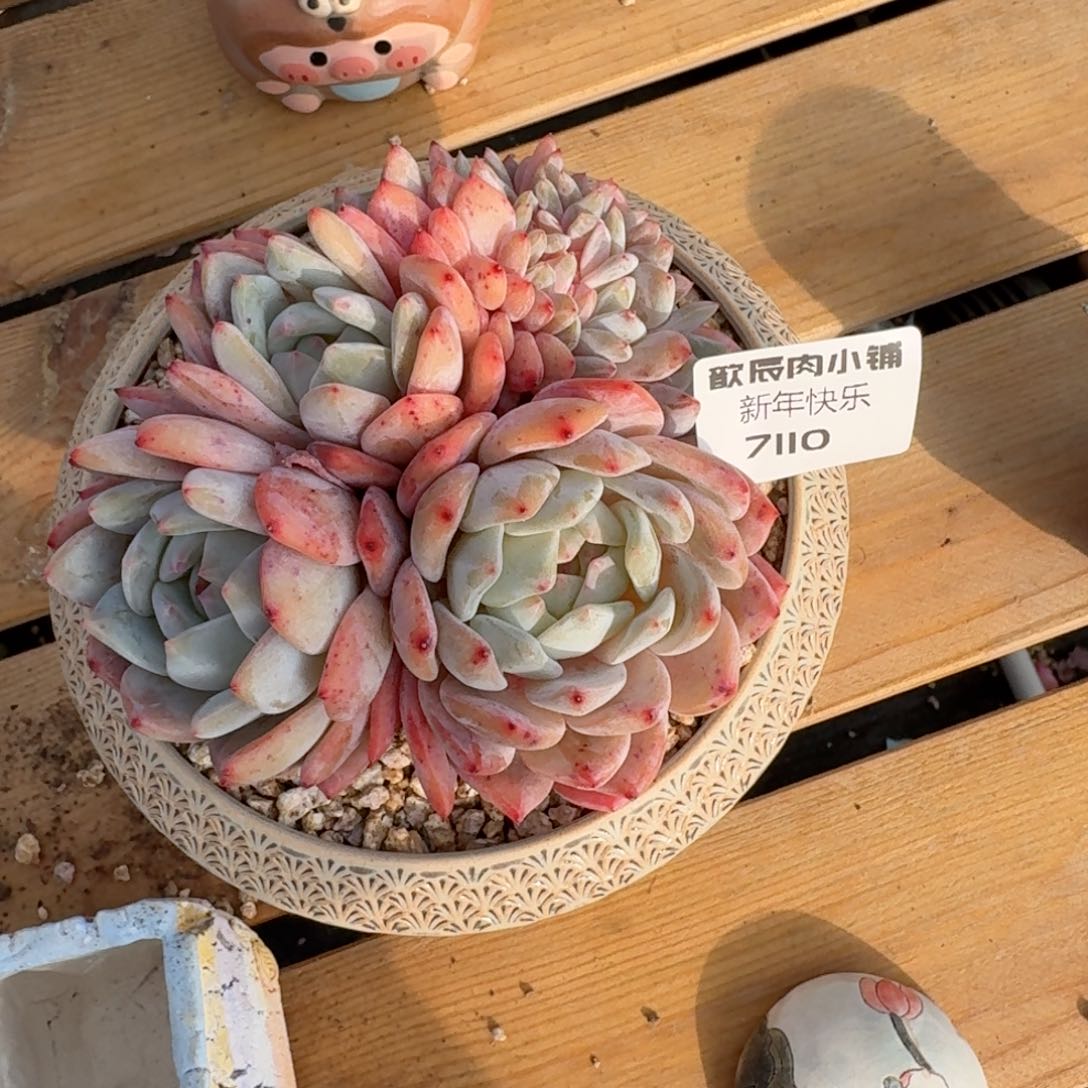 辣*仔多肉植物橙梦露缀化7110