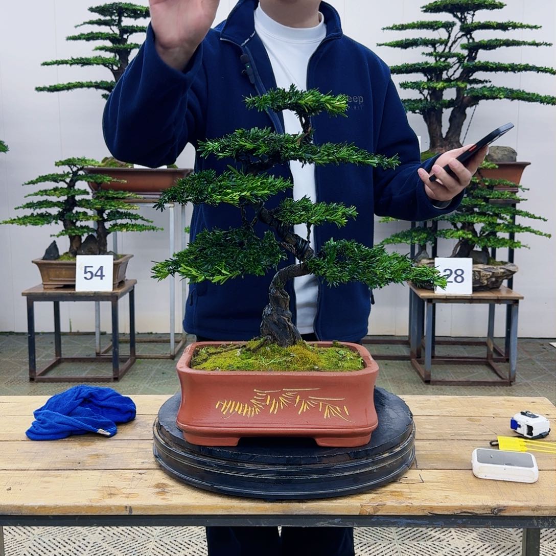 盆景米叶罗汉松盆景