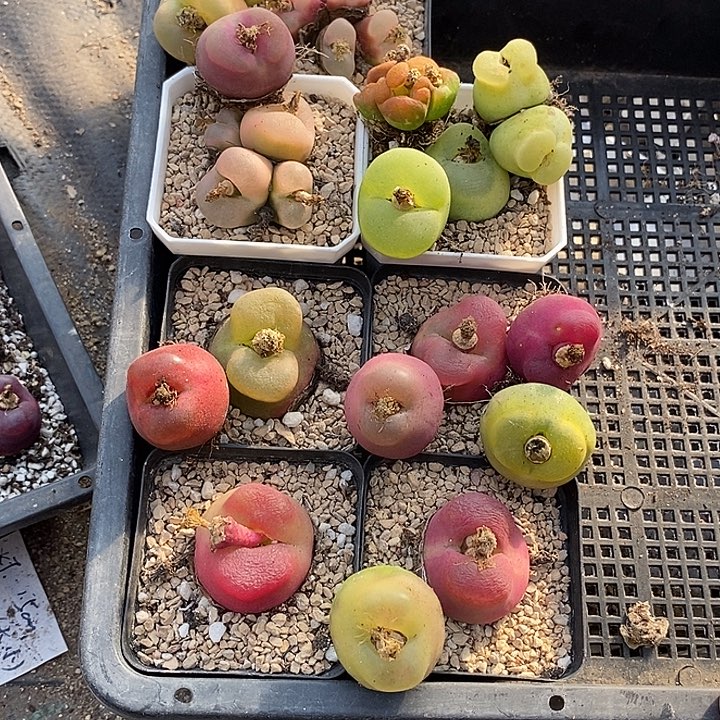 李*27517母本大毛一筐