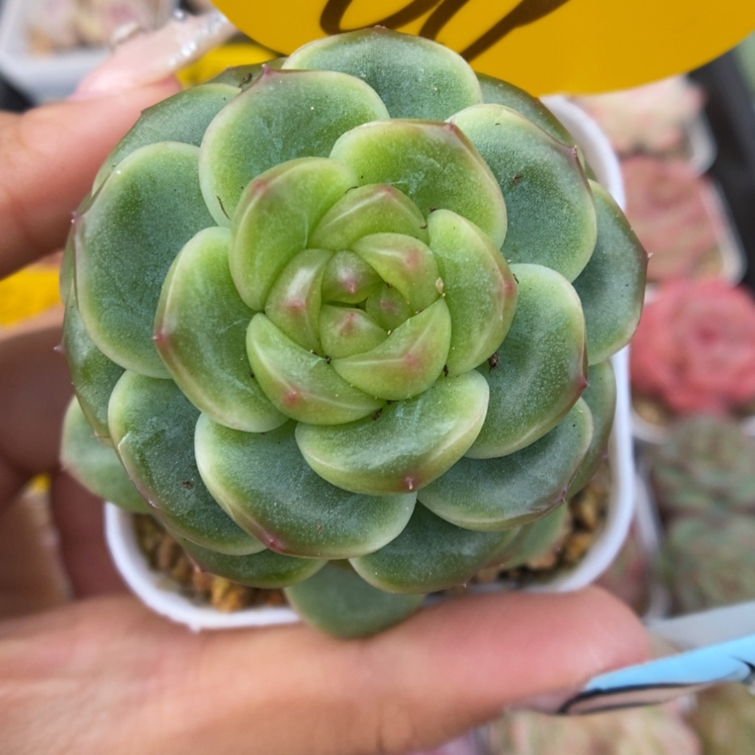 x7灯泡心珍妮619号
