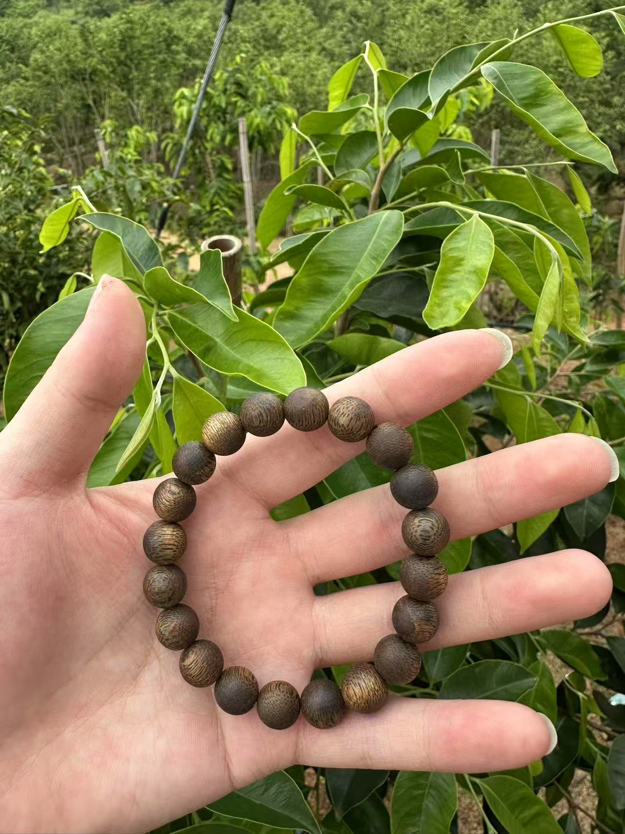 【沉香女儿】高山老料原母树一代苗1.0圆珠单圈10g+多样性发一条