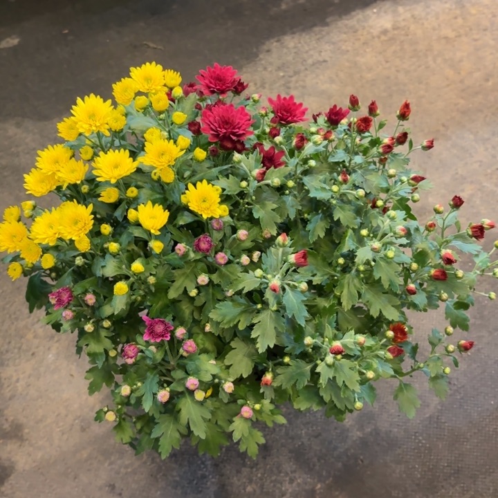 原盆原土球菊彩色